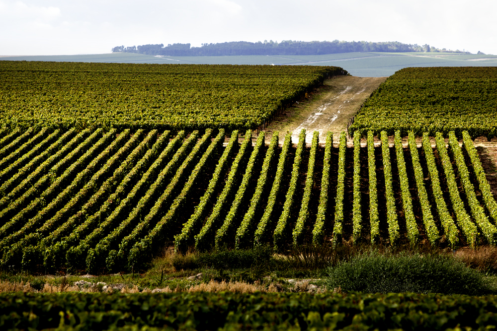 Champagne Ruinart Montagne de Reims